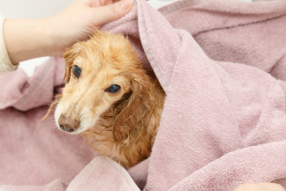 老犬に負担を掛けずにシャンプーをする方法5選！適切な頻度や日頃から意識したいケアのコツ