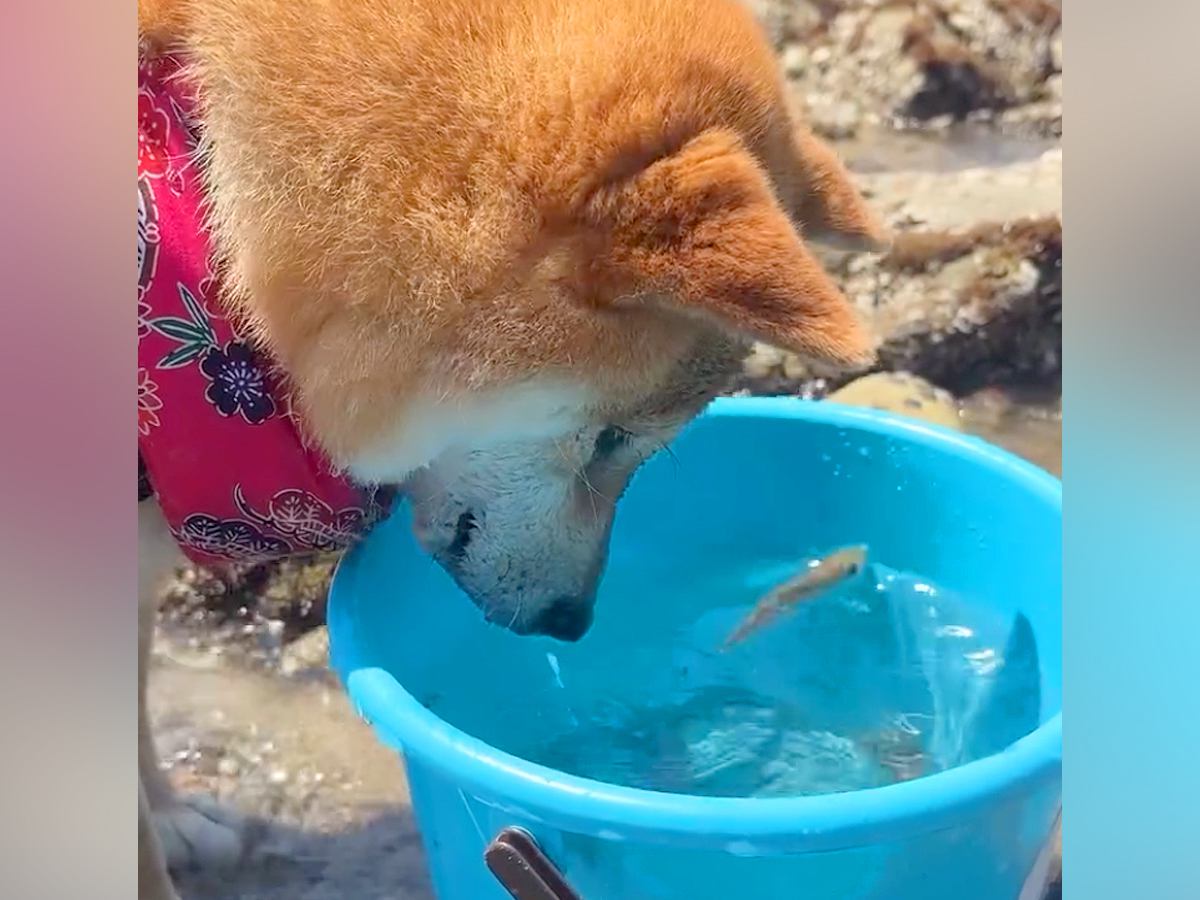 海で磯遊び中、バケツの中の魚を見ていた犬→次の瞬間…予想もつかなかった『大胆すぎる行動』が35万再生「ワイルドｗ」「エンジョイしてる」