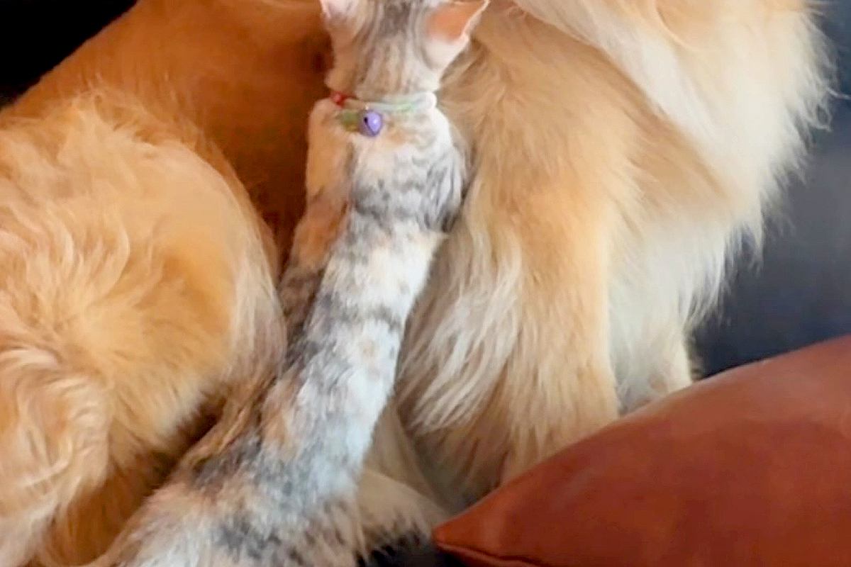 保護子猫を飼った結果→家にいる『体重31キロの大型犬』に近づいて…とんでもなく尊い光景が14万再生「天使…たまらん」「悶絶級の可愛さ」
