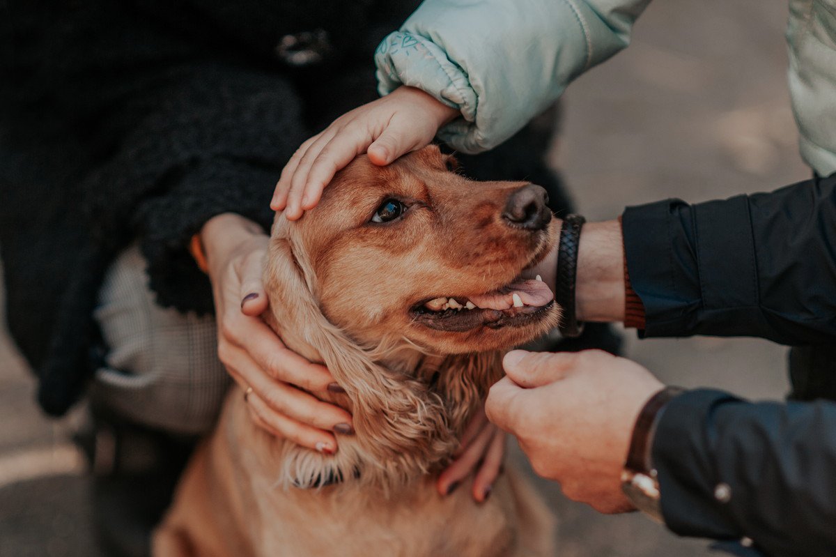 初対面の犬を勝手に触ってはいけない『2つの理由』