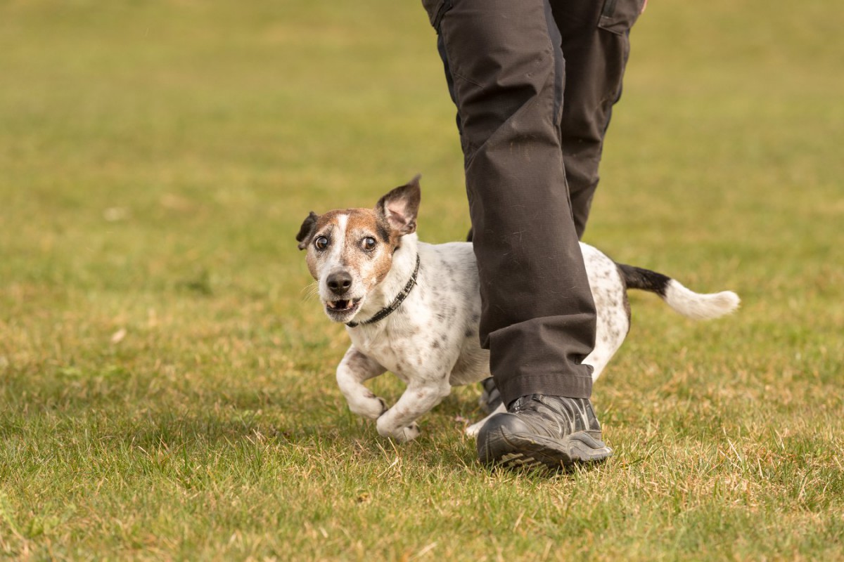 『モラルのない犬の飼い主』がしているダメ行動5選！やりがちなNG行為から絶対してはいけないことまで