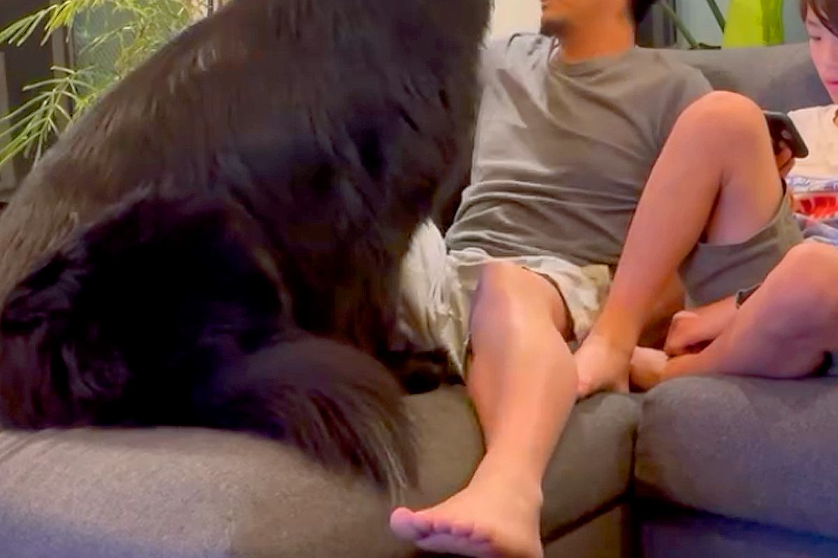 父がテレビを見ていたら、超大型犬が『オレ以外見ないで』と邪魔をして…絶対に集中できない光景が18万再生「圧が強いｗｗ」「一途すぎる」