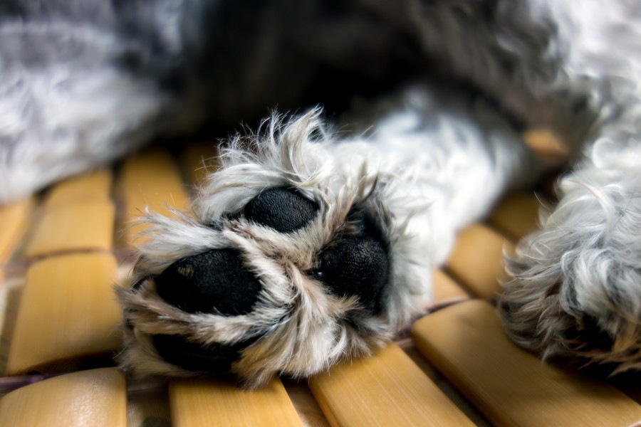 気をつけて！犬の散歩に潜んでいる意外な４つの危険性