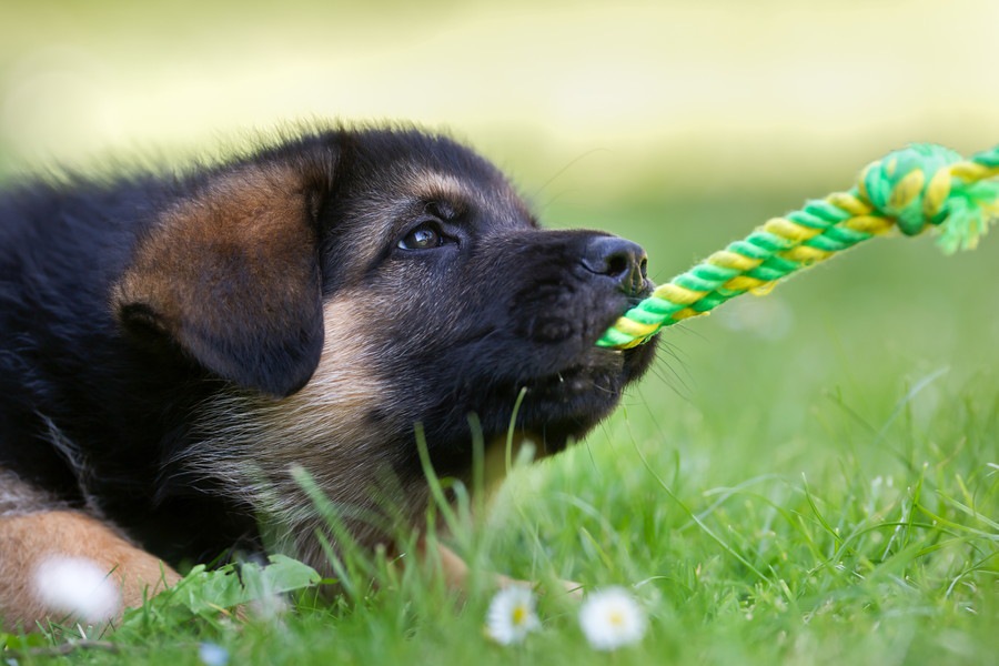 犬が噛みついて離れない！効果的に口を離す方法とは？