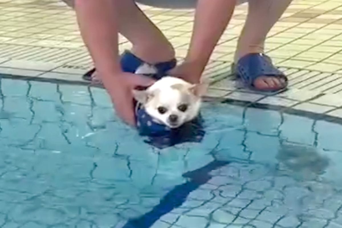 犬にライフジャケットを着せ、プールに入れた結果→『泳ぐかな』と思ったら…笑ってしまう『シュールな光景』が257万再生「無気力で草」「顔ｗ」
