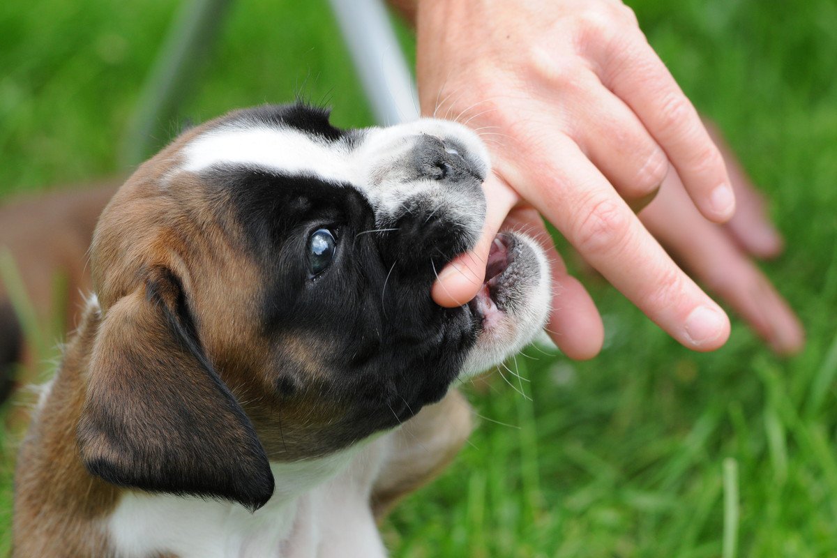 犬が『人に噛みついた』ときの心理5つ　攻撃性が高まる理由から対処法までご紹介