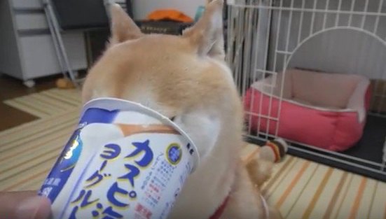 うまっ！うまっ！ヨーグルトをこれでもかと食べ尽くす柴犬ちゃん