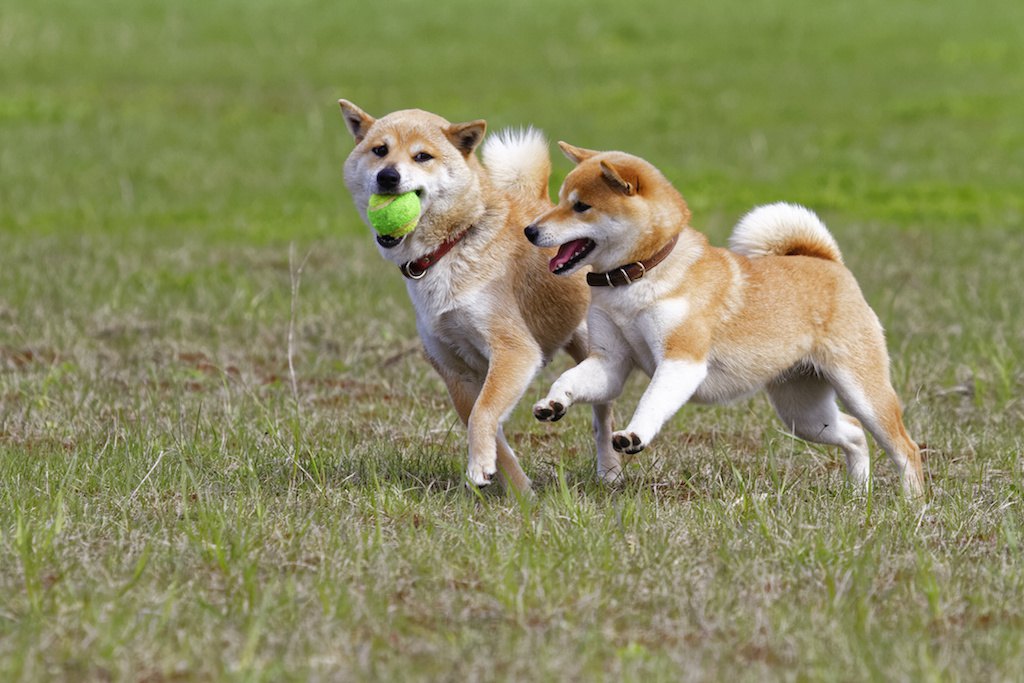 犬は18歳で表彰をされる？犬種による寿命の違いと長生きさせるためのポイント