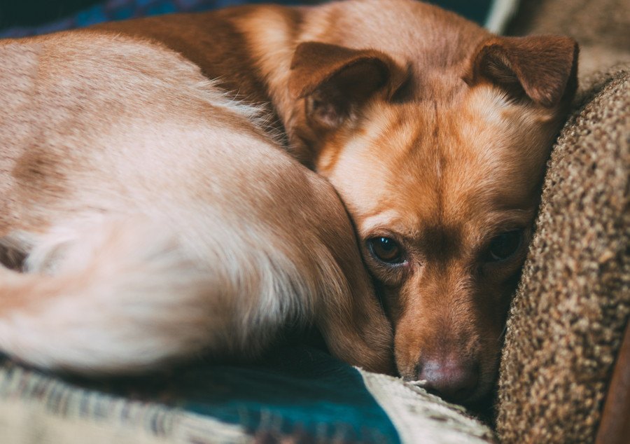 犬がキュンキュン鳴く時の心理４選！悲しくて泣いているの？