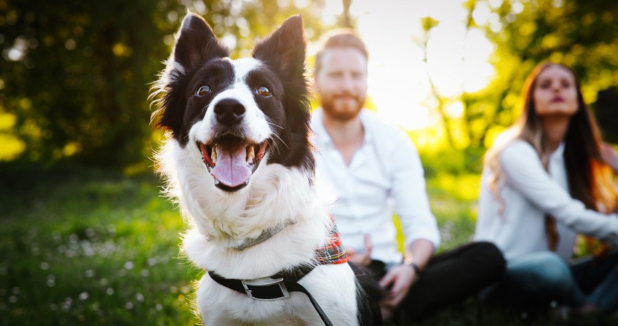 犬を愛し、犬に愛される人が必ずしている４つのこと