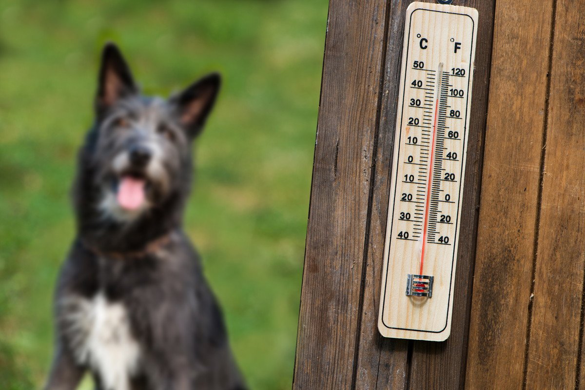 犬が『夏バテ』しているときの危険な症状4選　放っておくと命を落とす可能性も…
