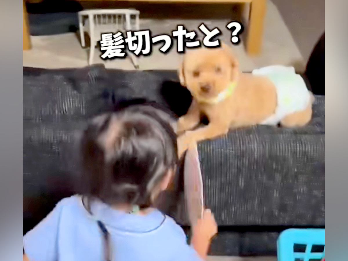 トリミング後の犬を見て『髪切った？』と大喜びな女の子→１年後、またカットすると…尊すぎるやり取りが14万再生「答えてるみたい」「可愛い」