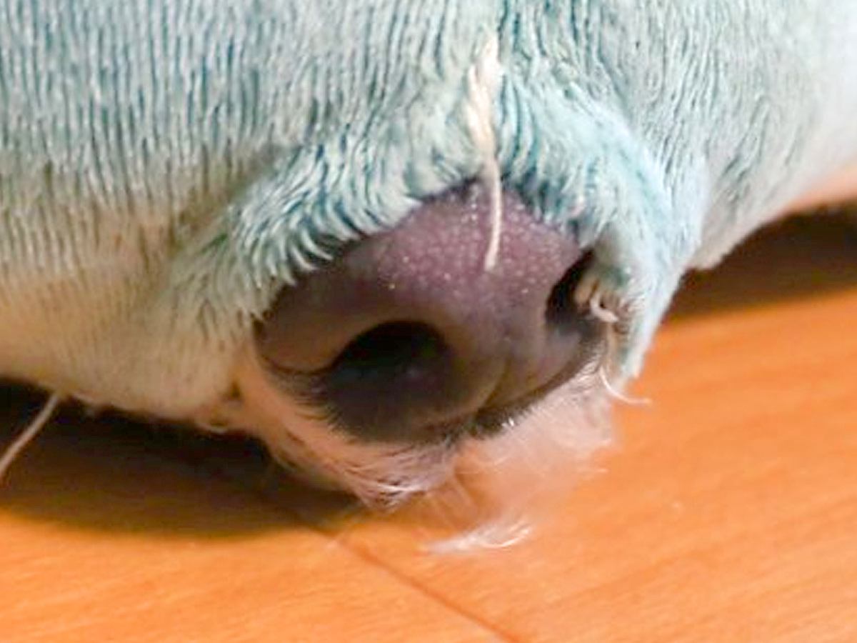 『犬が眠っている』と思ったら、なぜか鼻だけが…愛おしすぎる『まさかの寝姿』が221万表示「触りたい衝動に駆られる」「最高にかわいい」