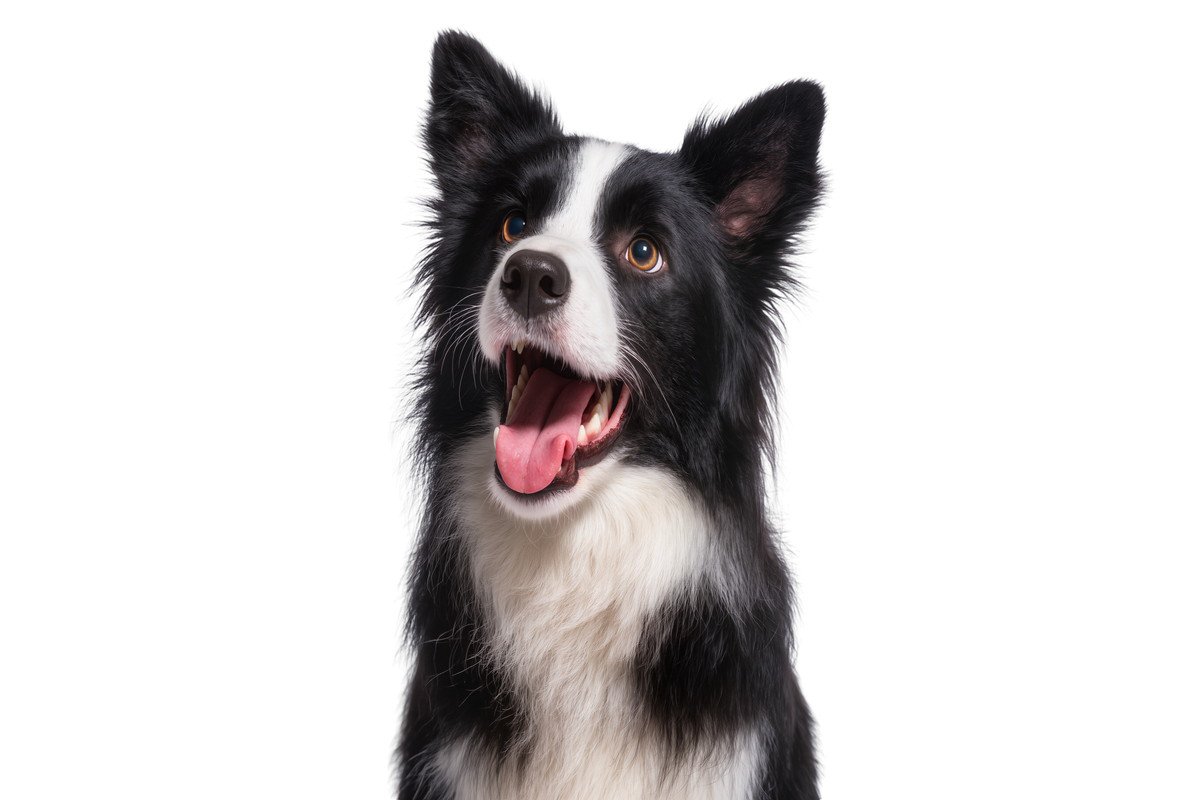 犬の『耳の状態』から気持ちがわかる？感情を読み取るためのポイントや注意点まで