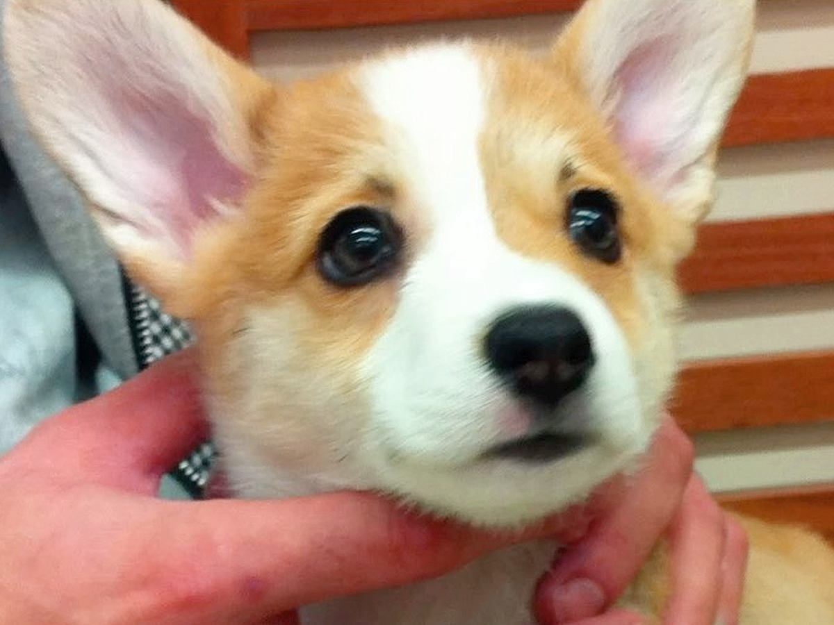 茶色の毛を持つ赤ちゃんコーギー犬…13年後→まるで別犬な『ビフォーアフター』が216万再生「大切にされてるのわかる」「パンみたい」