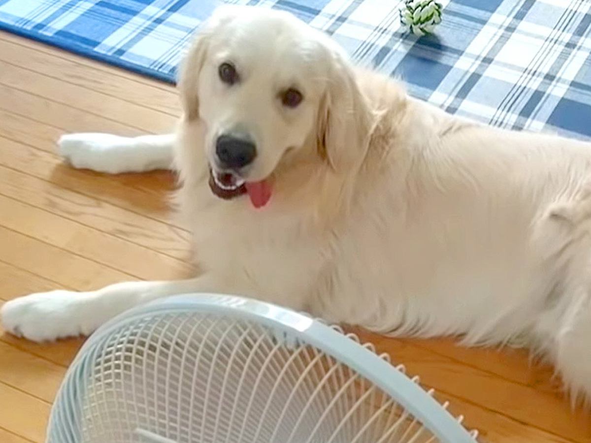 暑い日、扇風機を独り占めする大型犬→『ずるいよ』と伝えてみた結果…人のような『まさかの反応』に反響「占領してるｗ」「動きたくないよねｗ」