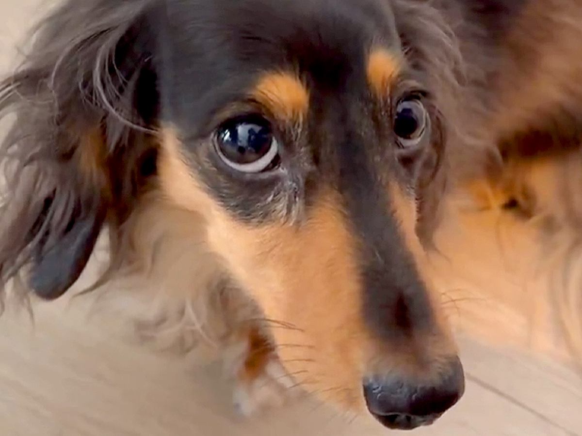 『あ、なんかやらかしたな…』犬が悪いことをした結果→あまりにも分かりやすすぎる態度が3000万表示「気まずそうｗ」「自供してて草」と爆笑
