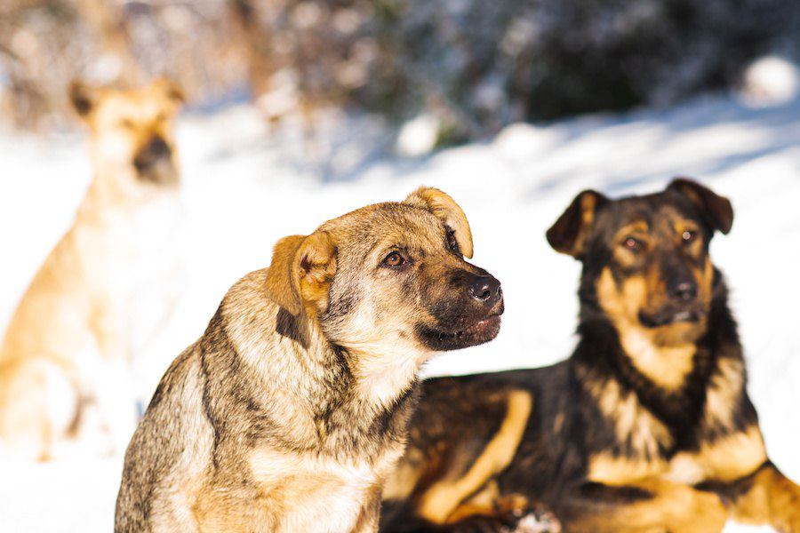 カナダの先住民居留地の野犬対策から私たちが学べること