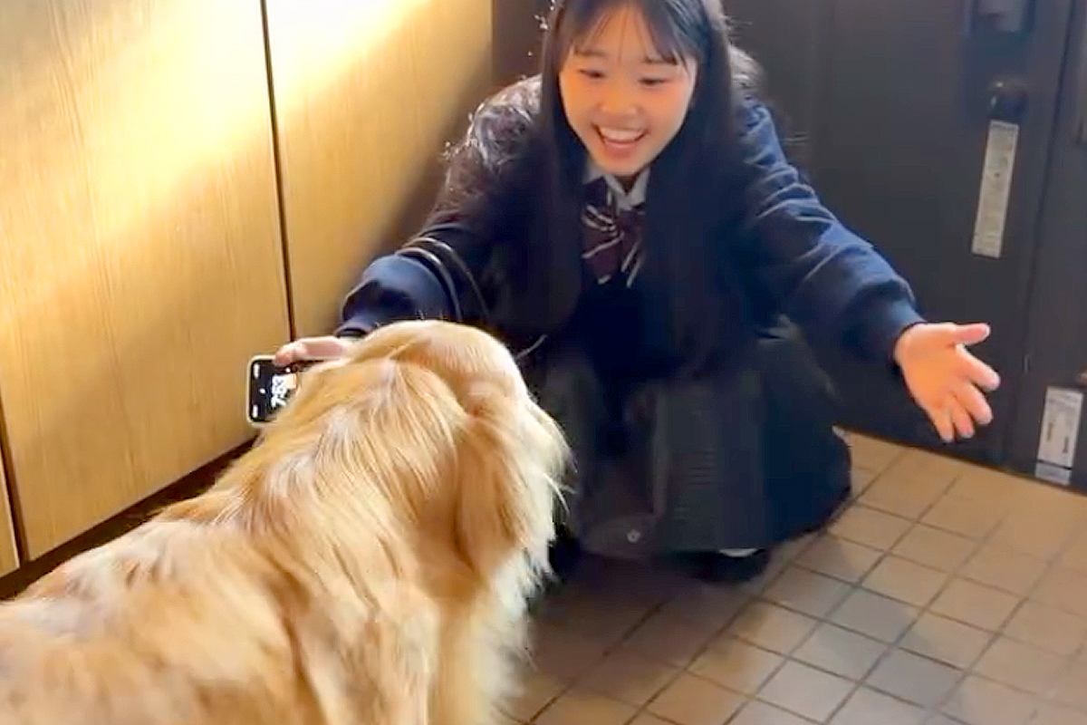 朝、学校の準備をする女の子→大型犬がそばで寄り添い、出かけた瞬間…『切なすぎる表情』と『帰宅後の光景』が85万再生「相思相愛」「泣ける」