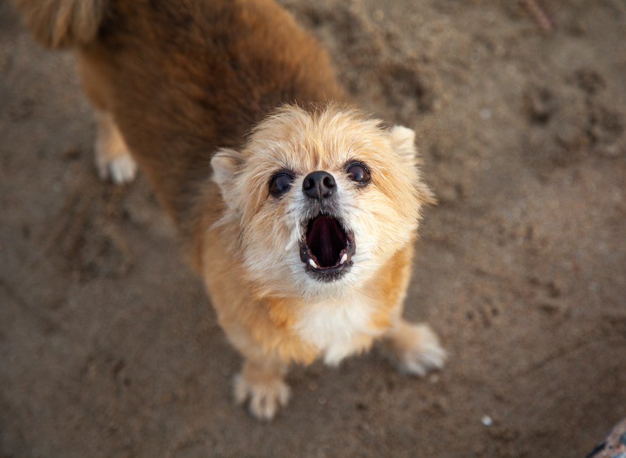 恐怖？うれしいの？配達員が家に来ると犬が吠える５つの心理