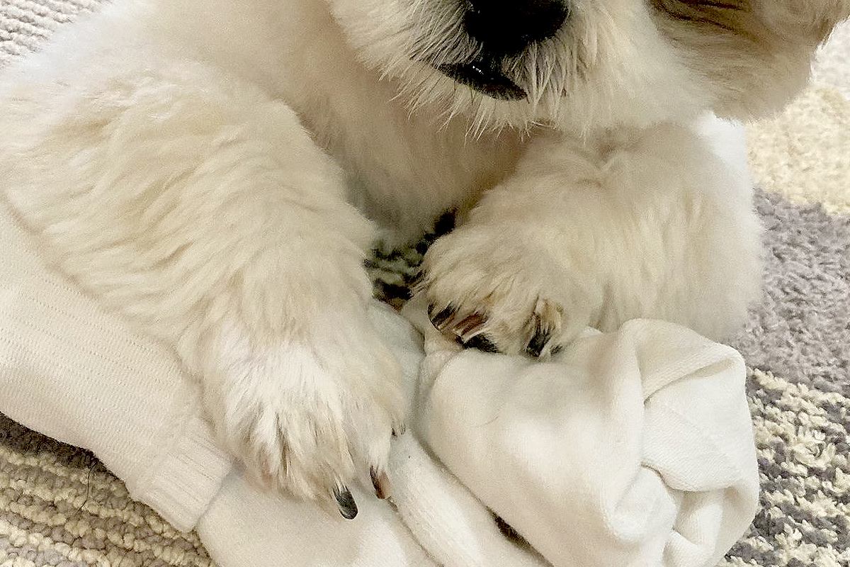 洗濯した靴下を『絶対に渡さない』と守る犬→表情を見てみると…人間顔負けな『大悪党の顔』に4万いいね「相当なワルだｗｗ」「プロの目で草」