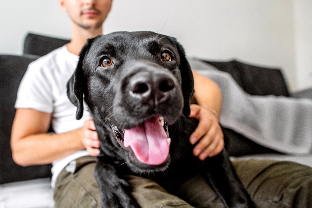 犬はどんな風に話しかけられるのを好むのか？という研究結果