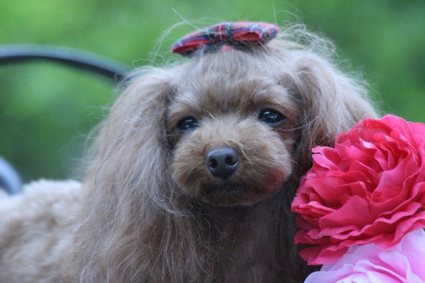 犬の生理は長い！期間と間隔について