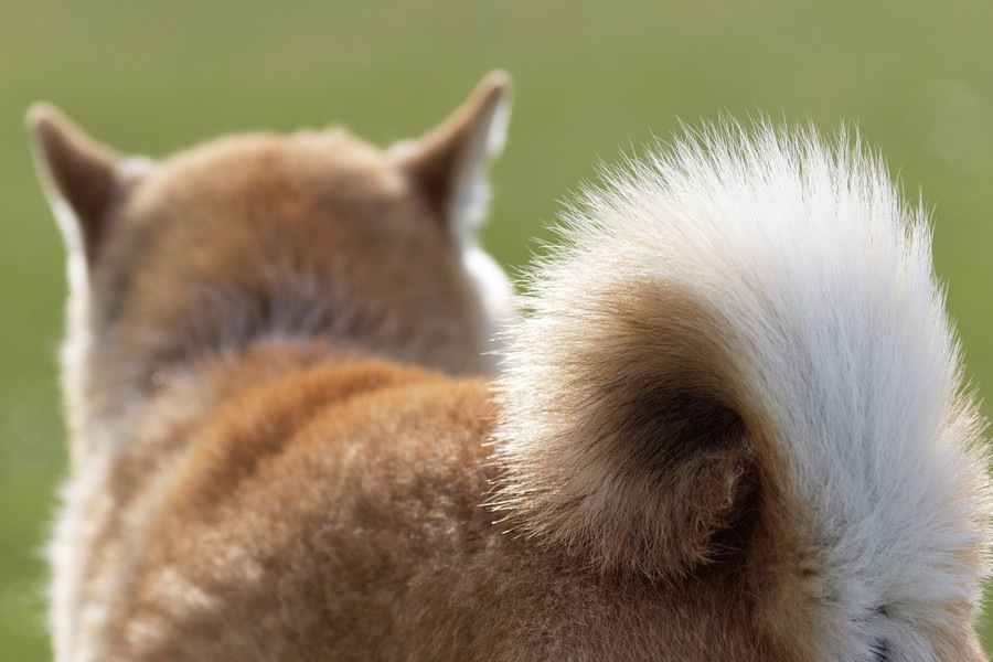 巻き尾を持つ犬種５選！性格から飼う時の注意点まで