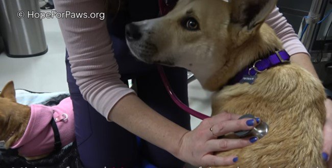 友犬と離れて寂しい犬を保護！その後すぐ奇跡の再会を果たしました