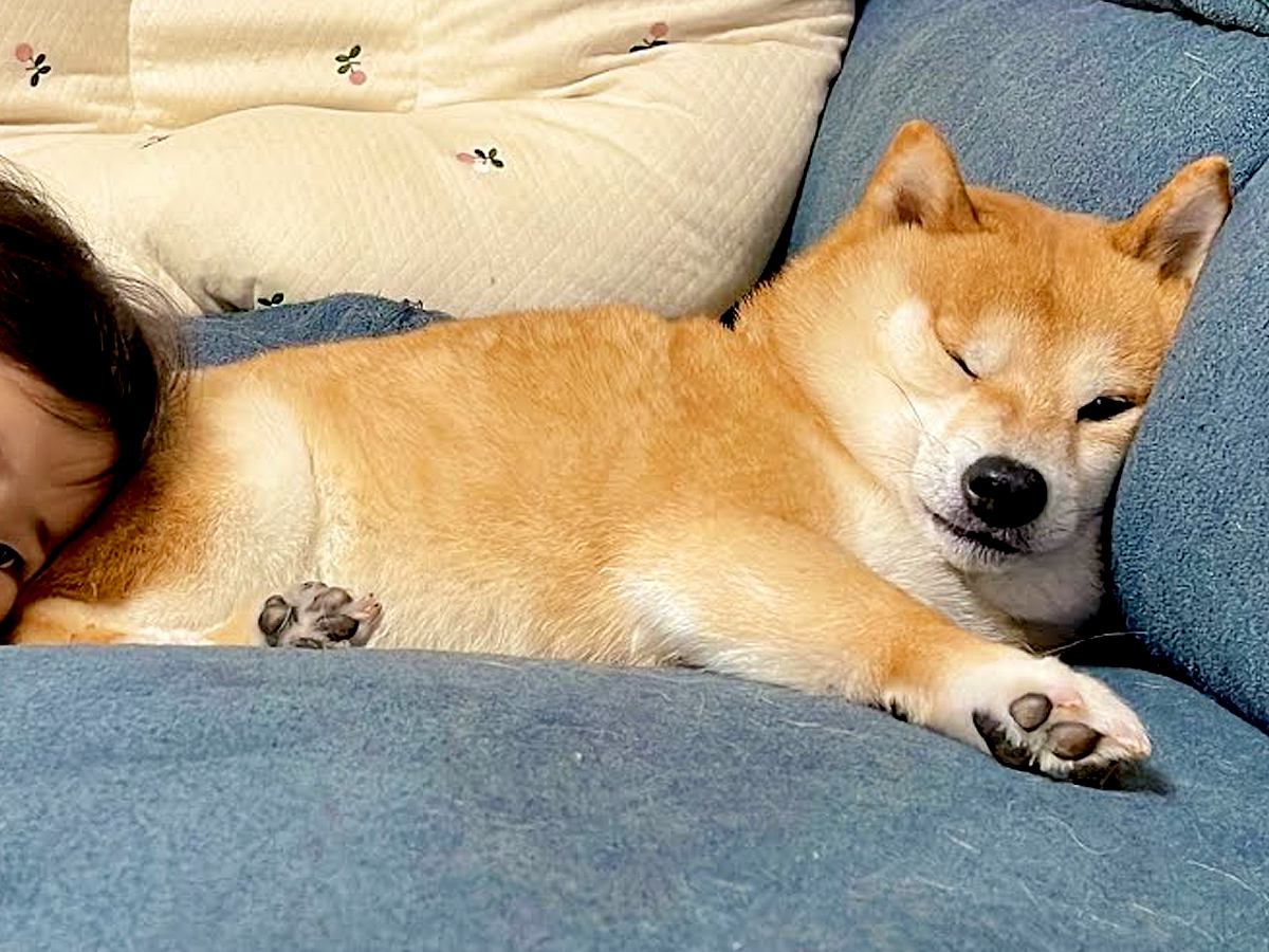 眠たくなってしまった１歳の女の子→ソファでくつろぐ豆柴犬が…優しい世界すぎる『おしりを貸してあげる光景』が34万再生「愛おしい」と絶賛