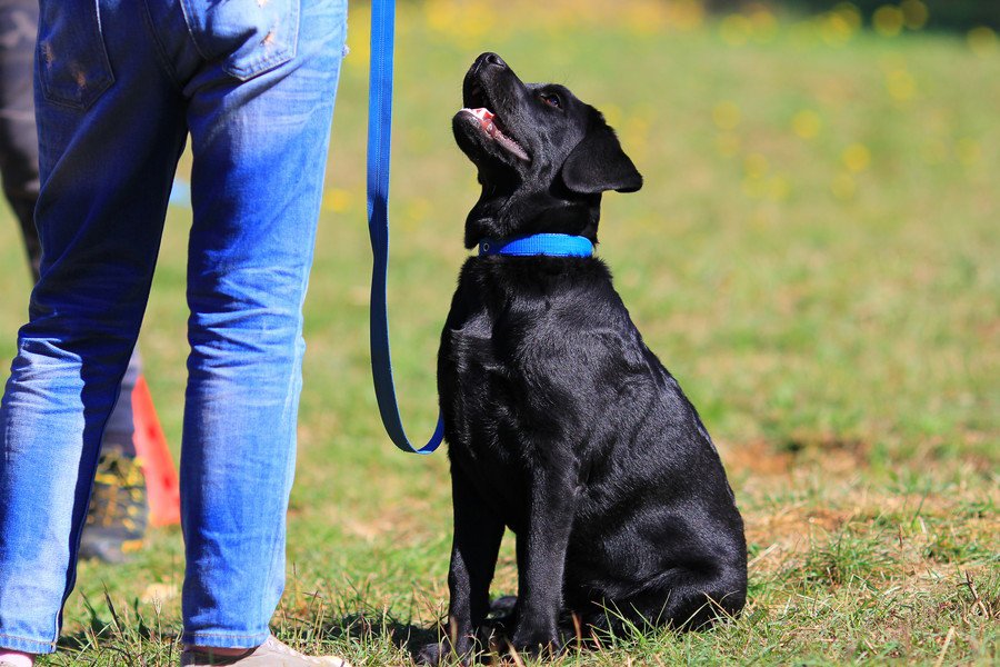 犬につけるには『首輪かハーネス』どっちがいい？愛犬の安全を守るための選び方とは