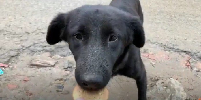 腹ペコなのにドッグフードを食べてくれない野良犬…何とか食べさせたい！