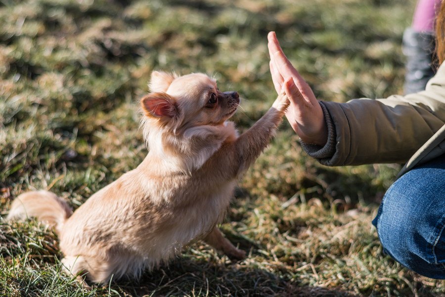 犬はなぜ『飼い主の真似』をするの？３つの理由とよくやる仕草