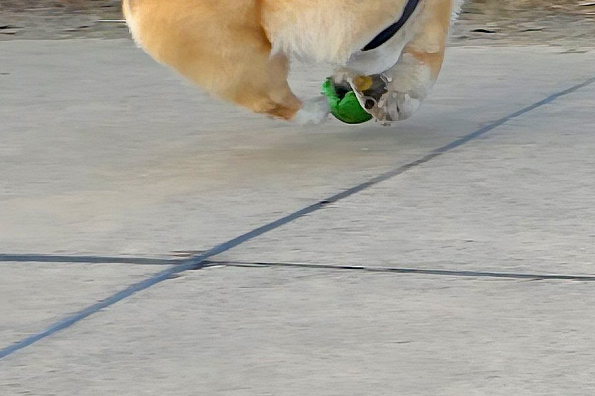 何気なく『ボール遊びをする犬』を撮影したら→思いもよらない『まさかの一枚』が11万表示「ボールそのものになってて草」「どうなってるのｗ」