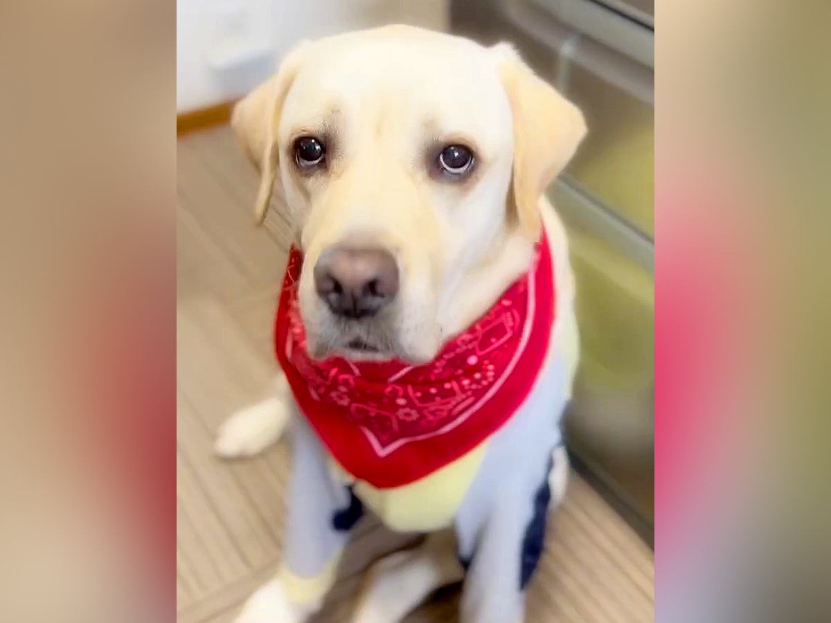 大型犬が出かけている隙に『大好きなぬいぐるみ』を洗濯→帰ってきたら…『切なすぎる行動』に「すぐ探してるの可愛い」「健気」と18万再生