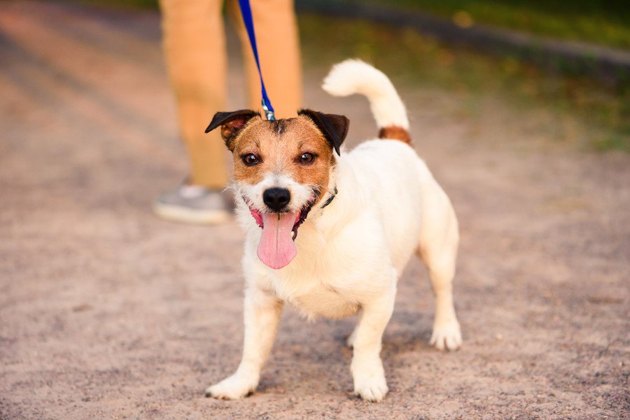 犬が散歩で速く歩くときの心理３つ