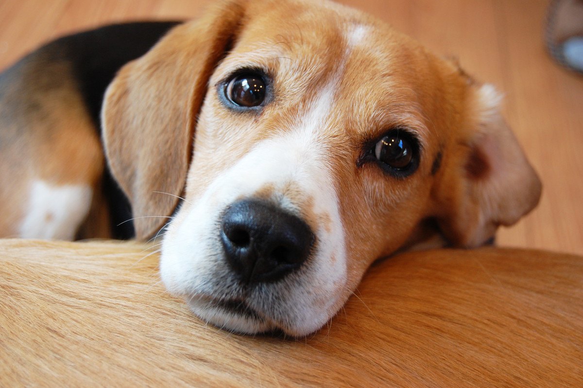 愛犬の耳臭は「外耳炎」の可能性も！愛犬の耳ケアの方法を徹底解説します