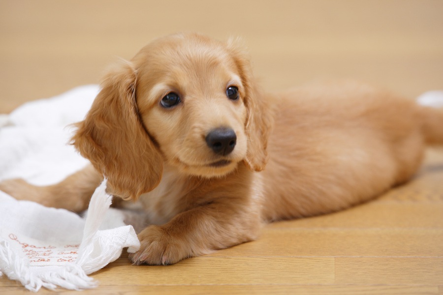 犬のストレスになる10個のこと