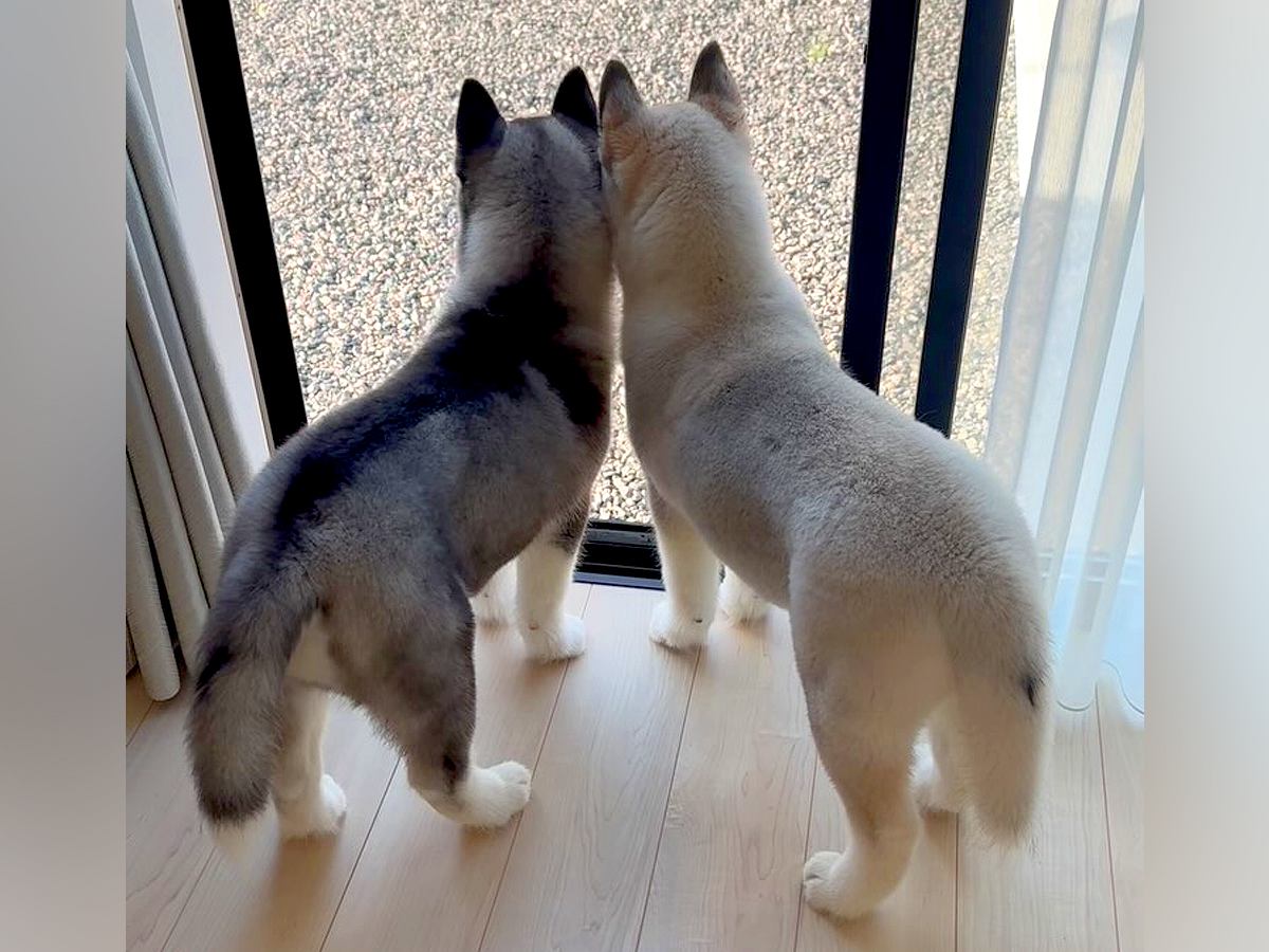 窓際に並んだ『小さな２匹のハスキー犬』が成長した結果…愛おしすぎる『ビフォーアフター』に「大きくなっても可愛い」「たまらん」と絶賛
