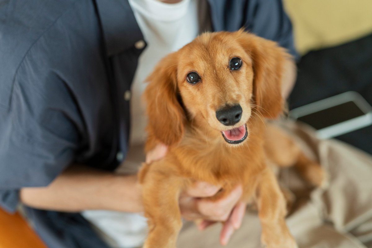 犬が『久しぶりに会った人』によくする仕草や行動4選！興奮しすぎている時のリスクとやるべき対応まで