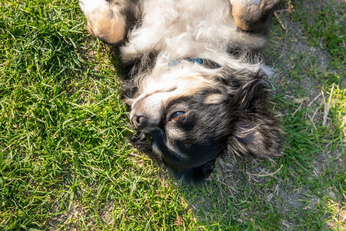 犬が飼い主に『飽きた』と言っている時の仕草や態度5選