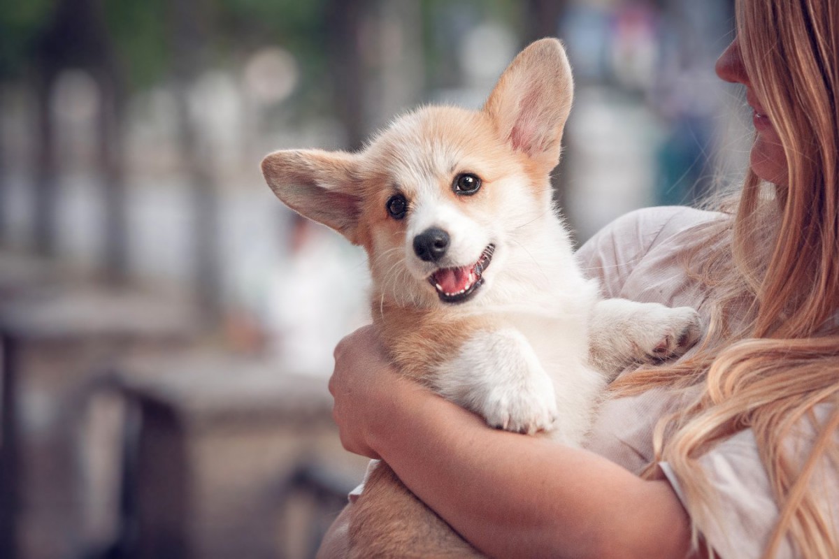 犬を飼い始めて間もない人がよくする『間違い行動』4選！ミスの原因と対策