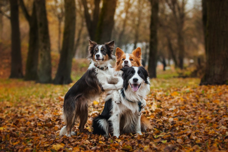 神経質な性格を持つ犬種５選