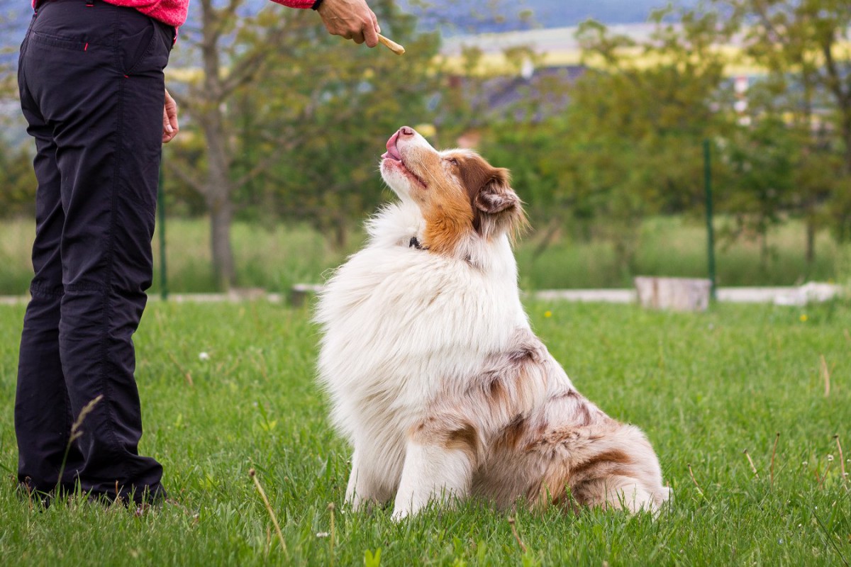 『賢い犬種』3選！どうすれば頭のいい子に育つの？コツは？