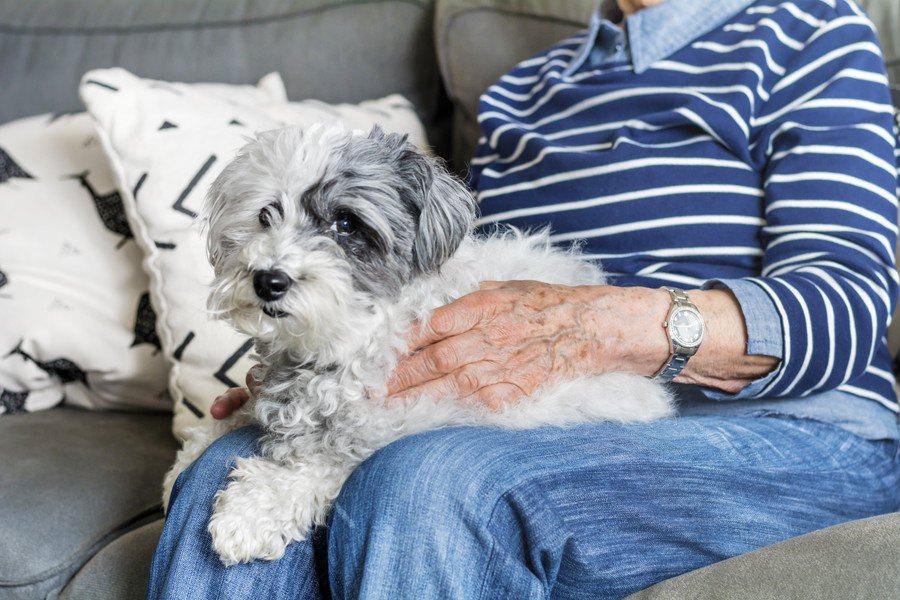 犬や猫の存在は配偶者を失った人の喪失感を癒してくれる【リサーチ結果】