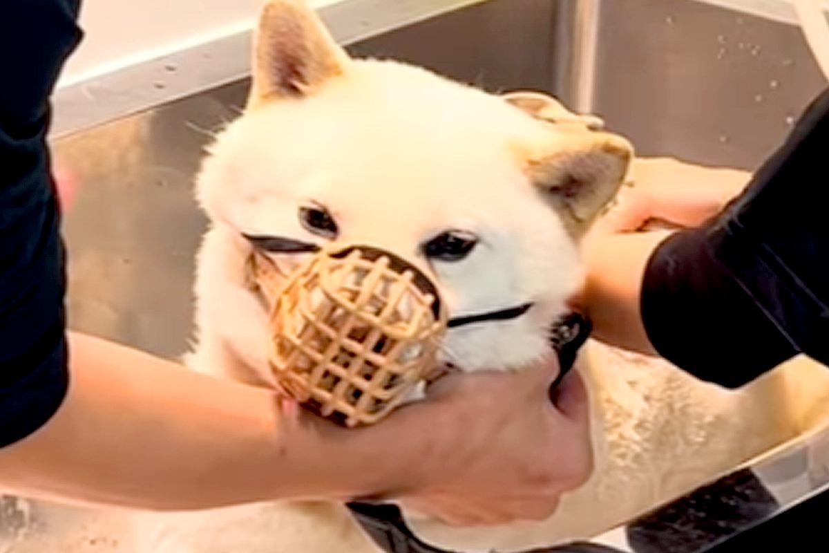 1年間シャンプーできなかった『噛みつき犬』→トリミングした結果…想像以上の光景が76万再生「抜け毛が凄すぎる」「フカフカでカワイイ」