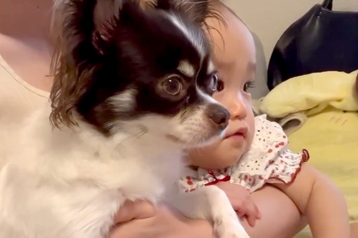 ママのお膝に乗ってテレビを見る赤ちゃんと犬→『どっちが赤ちゃん？』まるで双子のような尊い光景に反響「同じ顔してるｗ」「真剣でかわいい」