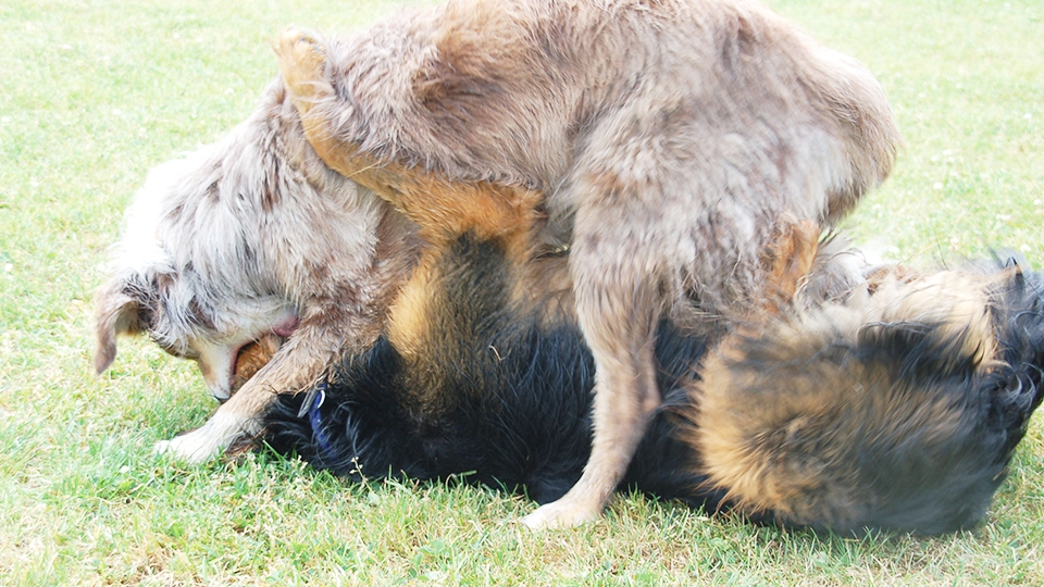 やたらと優位に立ちたがるマウンティング飼い主の“トリセツ”