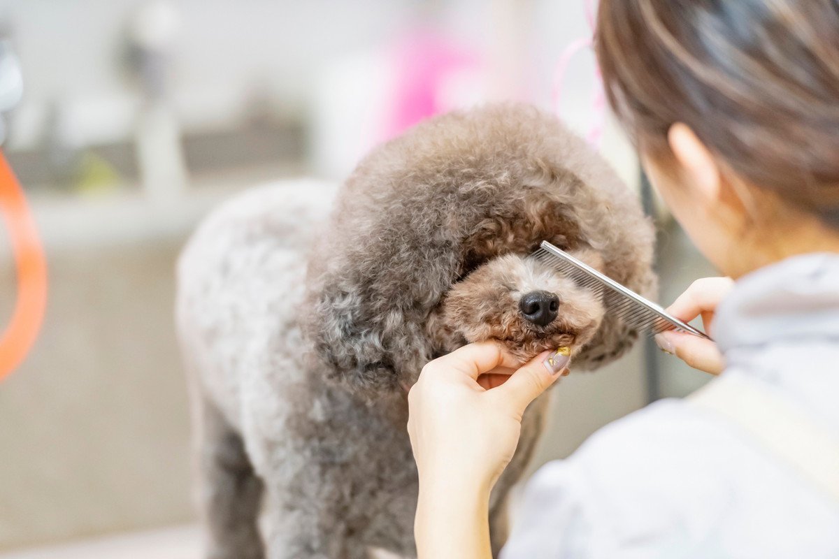 犬の『トリミング』どれぐらいの頻度ですべき？理想的なお手入れのタイミングまで