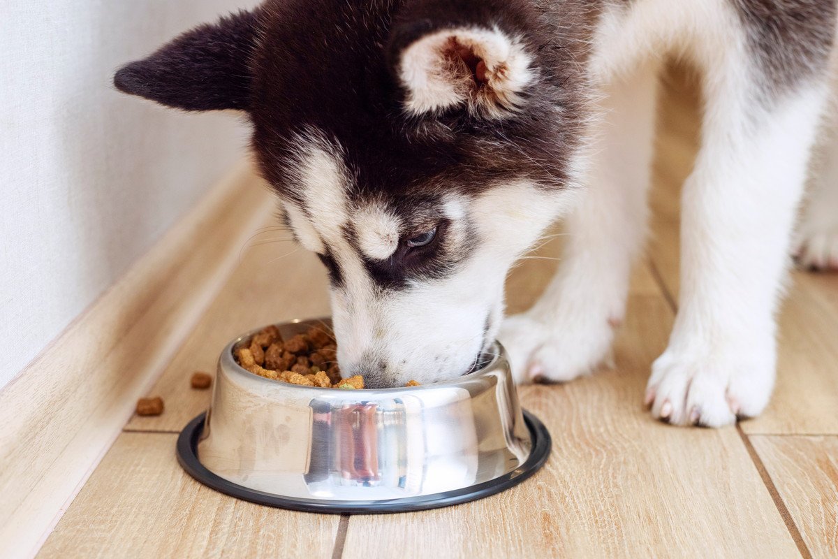 犬がご飯を食べたときに『美味しい』と感じるポイント3つ！食いつきがよくなる基準を解説